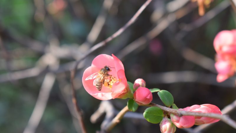 Arıların Doğru Beslenmesi